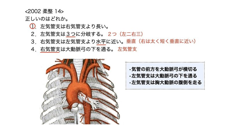 【徹底的国試対策】3-3 呼吸器系 - 気管・気管支.074