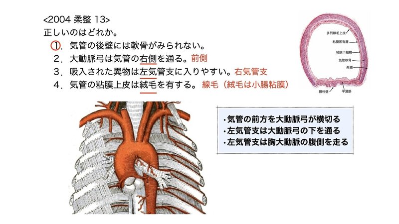 【徹底的国試対策】3-3 呼吸器系 - 気管・気管支.075