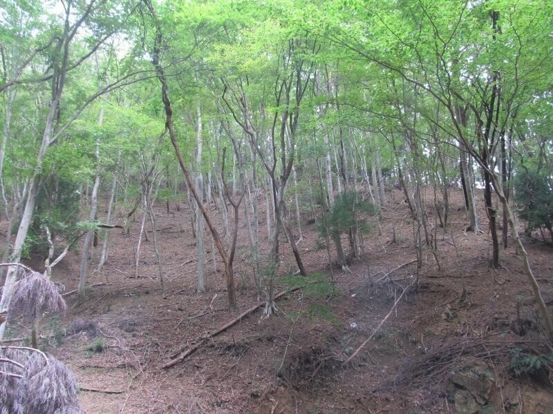 シカ食害による下層植生の消失