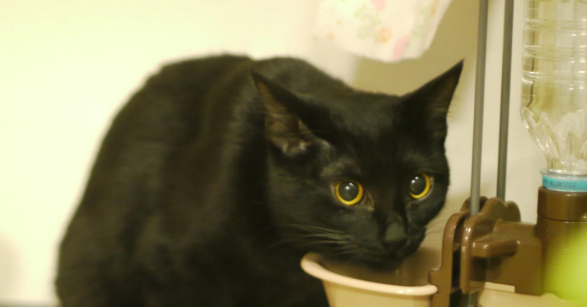 子猫のあそび 黒猫ルル Note