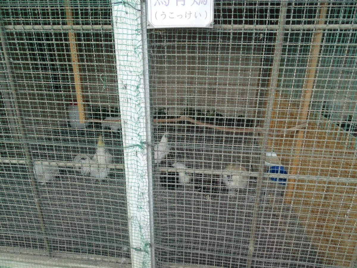 画像11