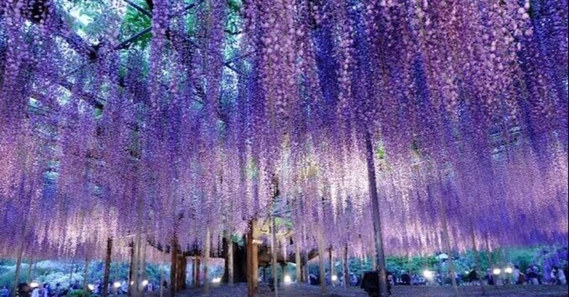 鬼と藤の花 の新着タグ記事一覧 Note つくる つながる とどける