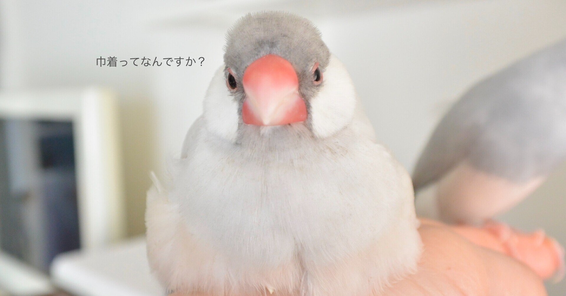 新商品だけど古風な 巾着 言葉の歴史を調べてみました 中目黒土産店 Note 新商品だけど古風な 巾着 言葉の歴史を調べてみました 中目黒土産店 Note