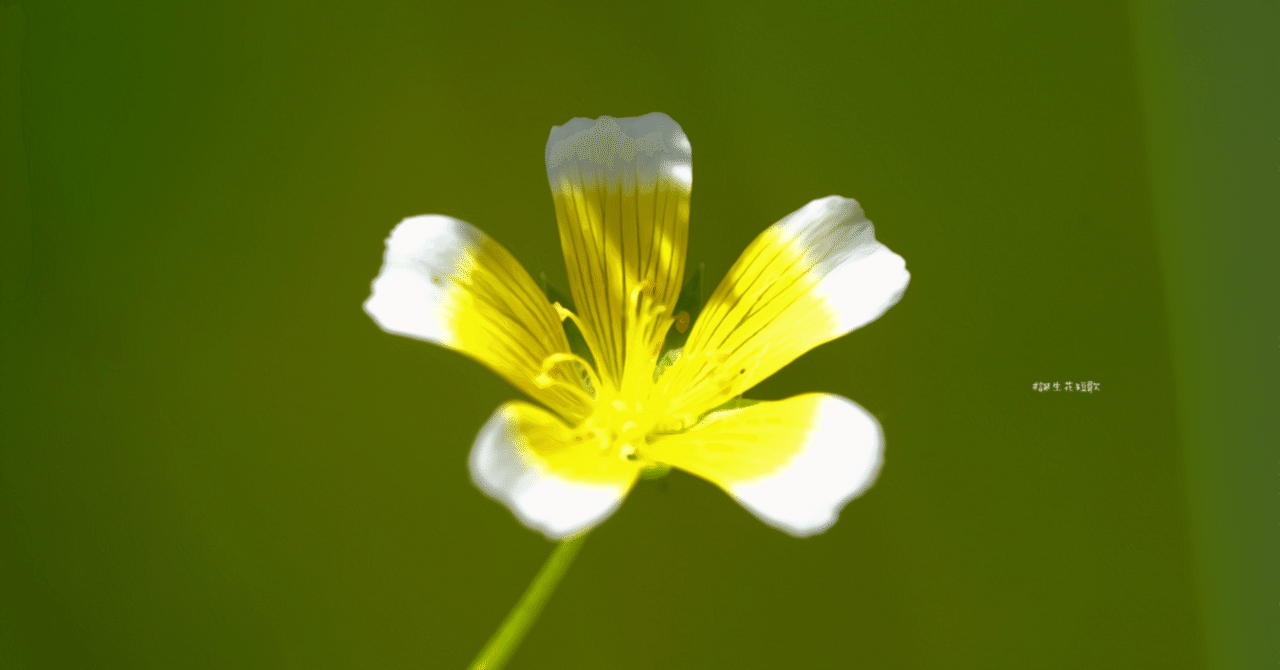 2月26日 誕生花は落卵草 誕生花短歌 御子柴 流歌 Note 2月26日 誕生花は落卵草 誕生花短歌 御子柴 流歌 Note