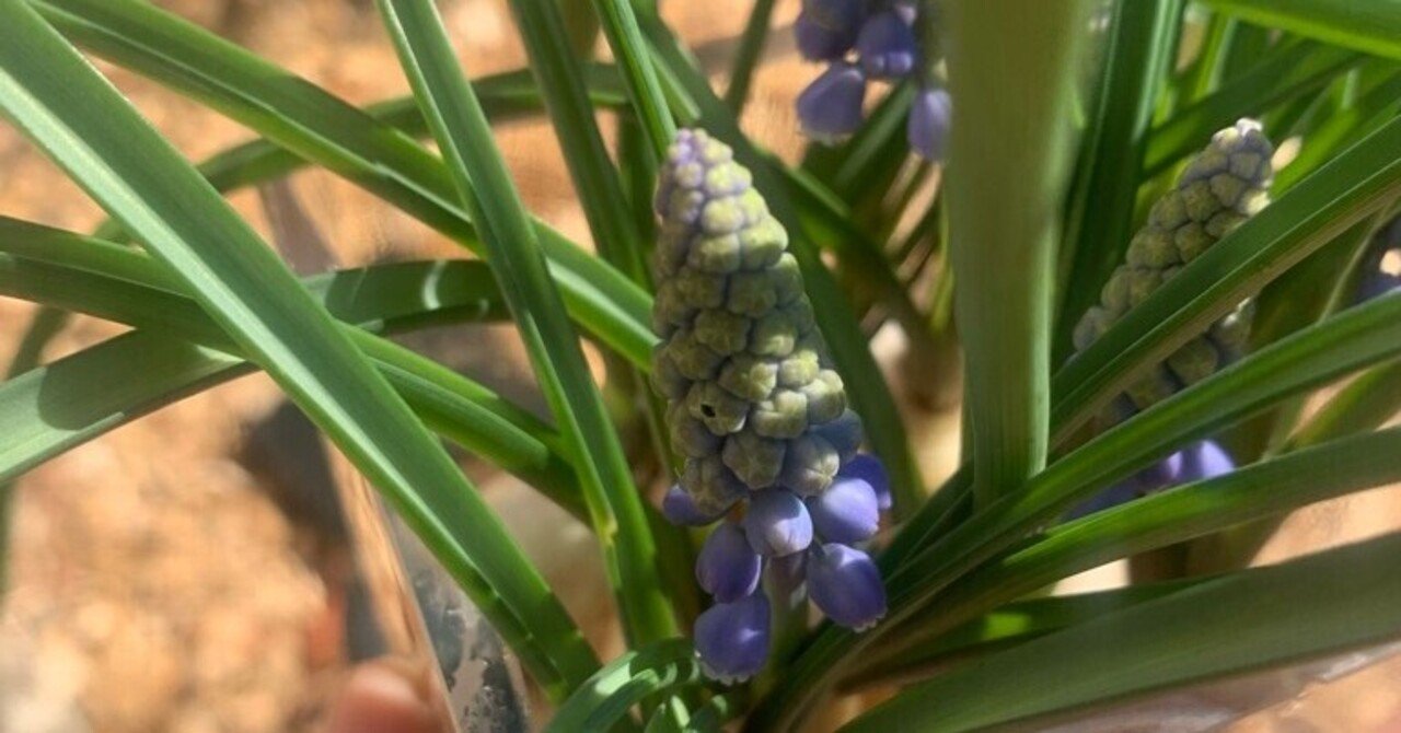 植物コレクション006 麝香の香り ムスカリ おおたしじみ Note 植物コレクション006 麝香の香り ムスカリ おおたしじみ Note