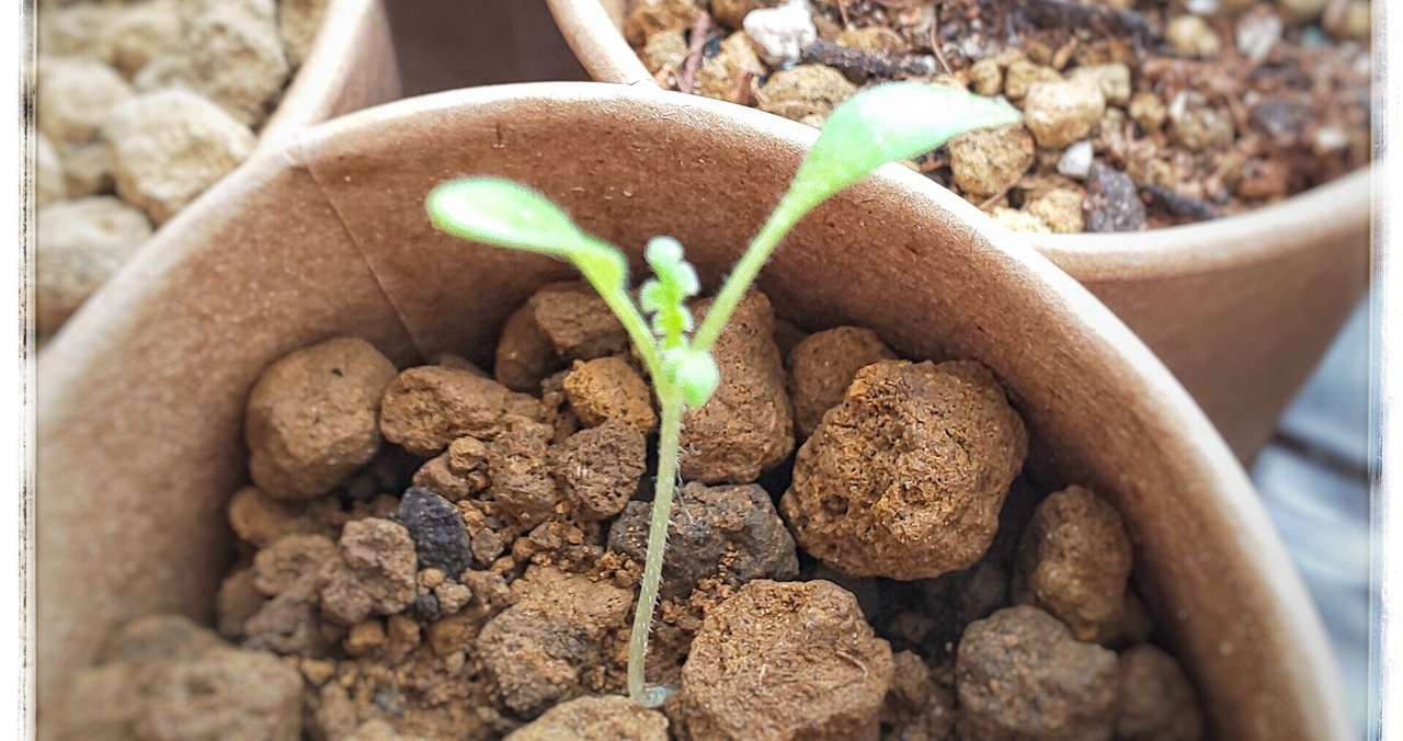 室内種蒔き の新着タグ記事一覧 Note つくる つながる とどける 室内種蒔き の新着タグ記事一覧 Note つくる つながる とどける