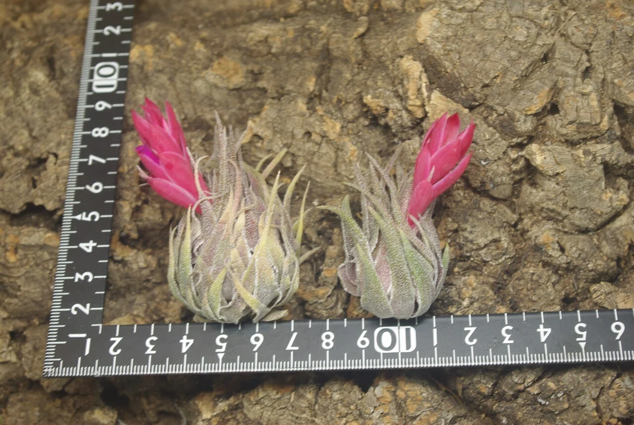 チランジア入荷リスト2/19｜NatureGarden🌿神田