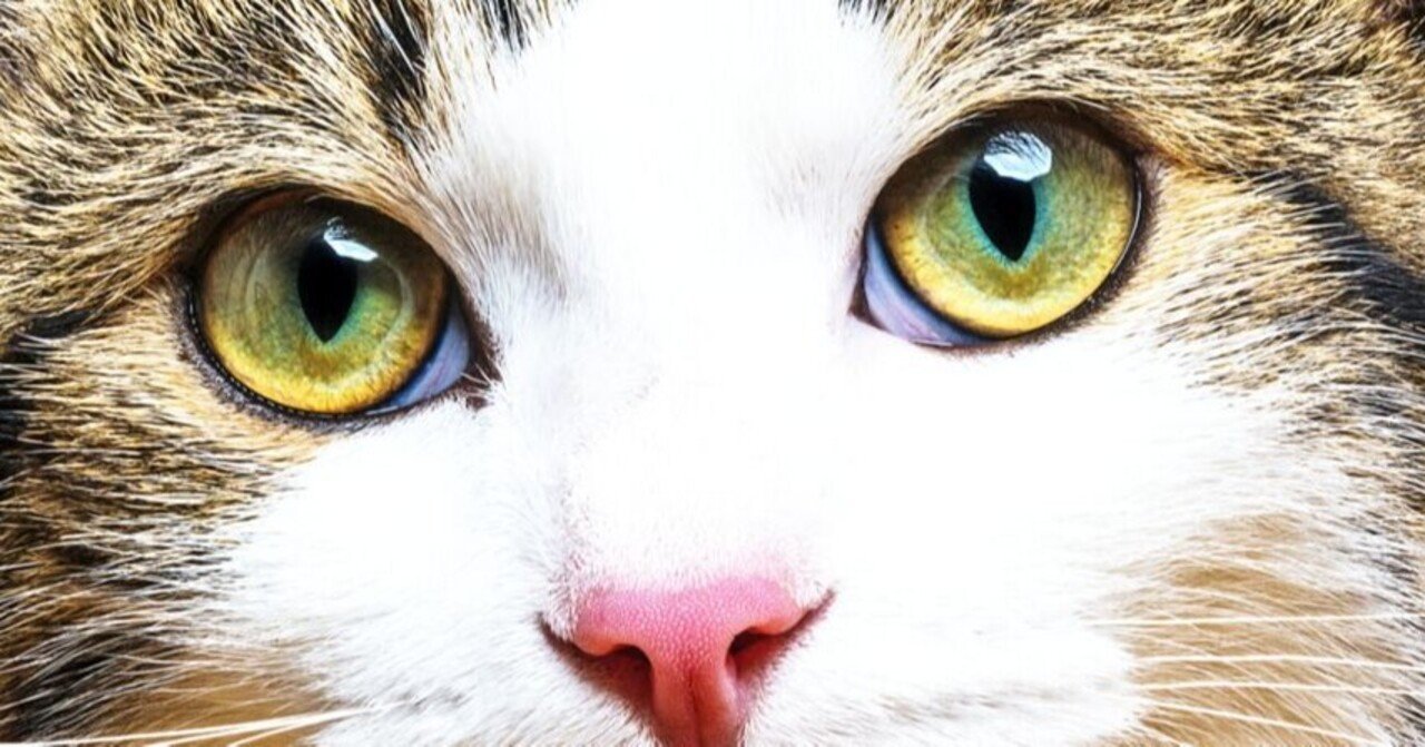 希少大玉 キャッツアイ(猫目石)です 光を当てると濃い金色で線室内では