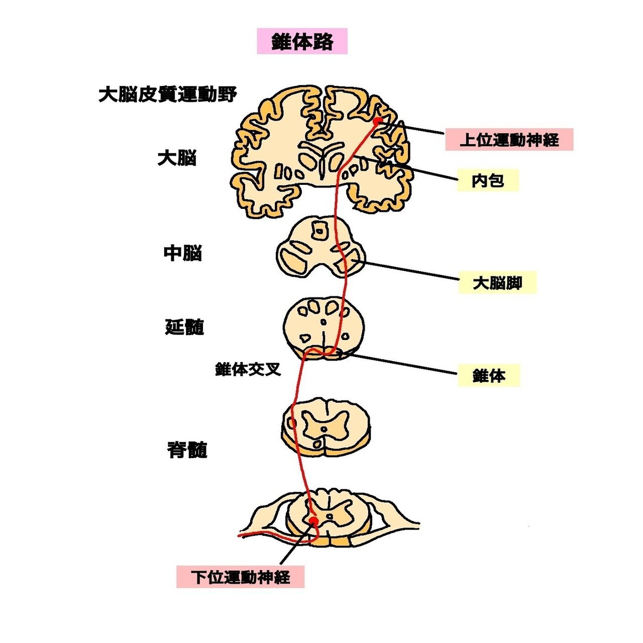 大錐体神経の死体