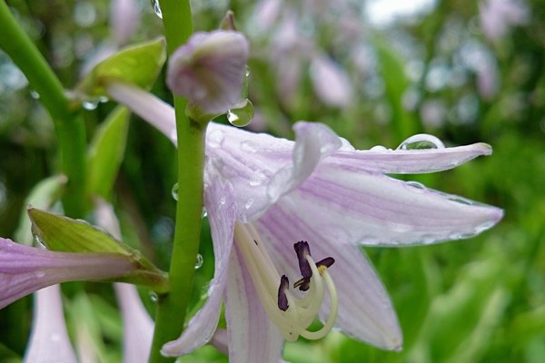 擬宝珠の花言葉は冷静落ち着きさもあらん笑 の新着タグ記事一覧 Note つくる つながる とどける 擬宝珠の花言葉は冷静落ち着きさもあらん笑 の新着タグ記事一覧 Note つくる つながる とどける