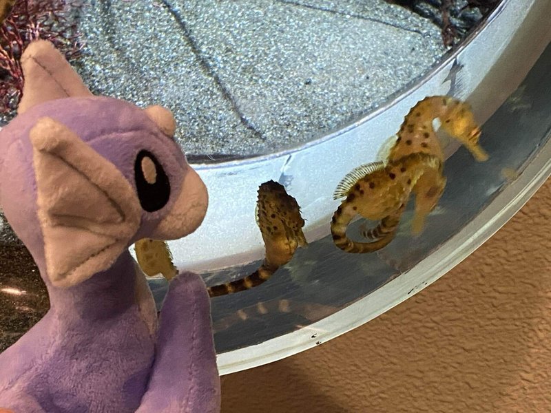 ポケモンの写真まとめ 梅子 Note ポケモンの写真まとめ 梅子 Note