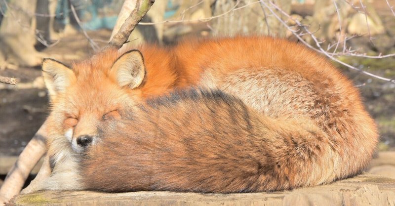 「もふもふ」のイデアについて考えた