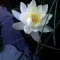 朱鴉宮更紗