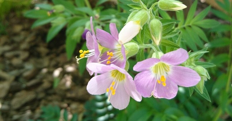 ハナシノブや山野草の雑木の庭の草花とサワフタギなどの雑木の花 雑木の庭の苗木と草花ショップ ぞう木りん Note