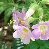 ハイノキやアオダモの開花 珍しい雑木の開花 雑木の庭の苗木と草花ショップ ぞう木りん Note