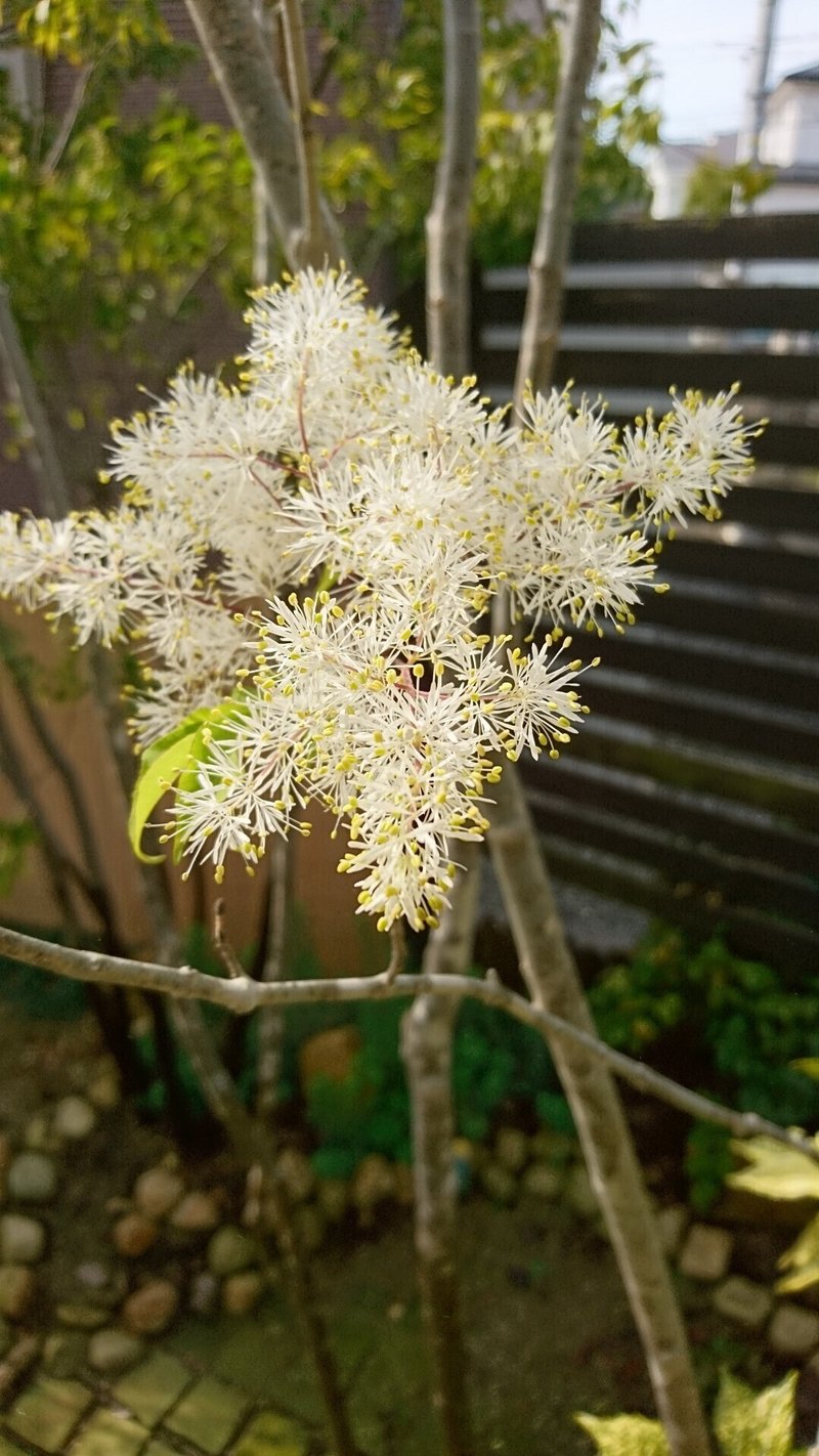 ハナシノブや山野草の雑木の庭の草花とサワフタギなどの雑木の花 雑木の庭の苗木と草花ショップ ぞう木りん Note