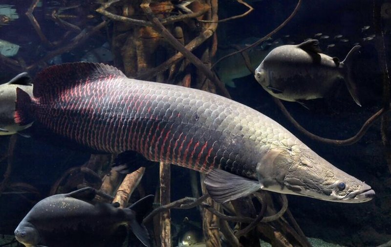 巨大魚 ピラルク の鱗を剥がした話 ライブ Note 巨大魚 ピラルク の鱗を剥がした話 ライブ Note