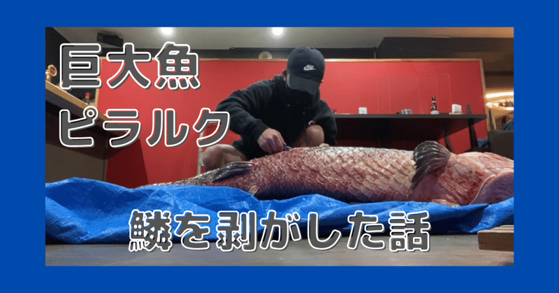 巨大魚 ピラルク の鱗を剥がした話 ライブ Note 巨大魚 ピラルク の鱗を剥がした話 ライブ Note