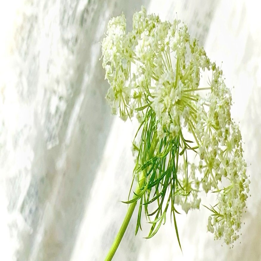 にんじんの花 青咲 Note