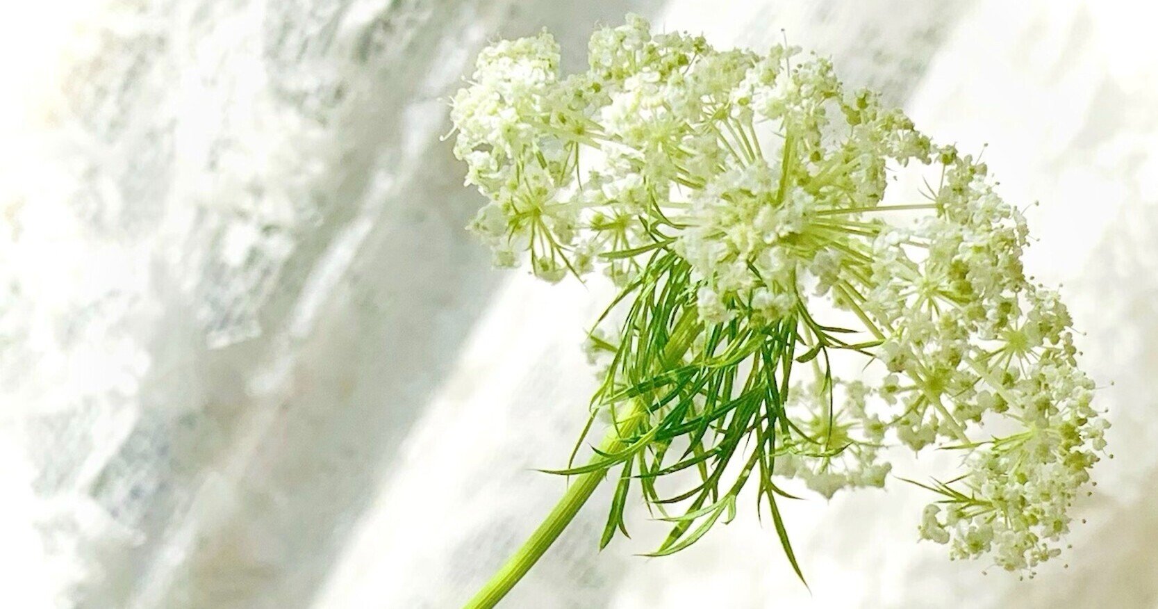 にんじんの花 青咲 Note にんじんの花 青咲 Note