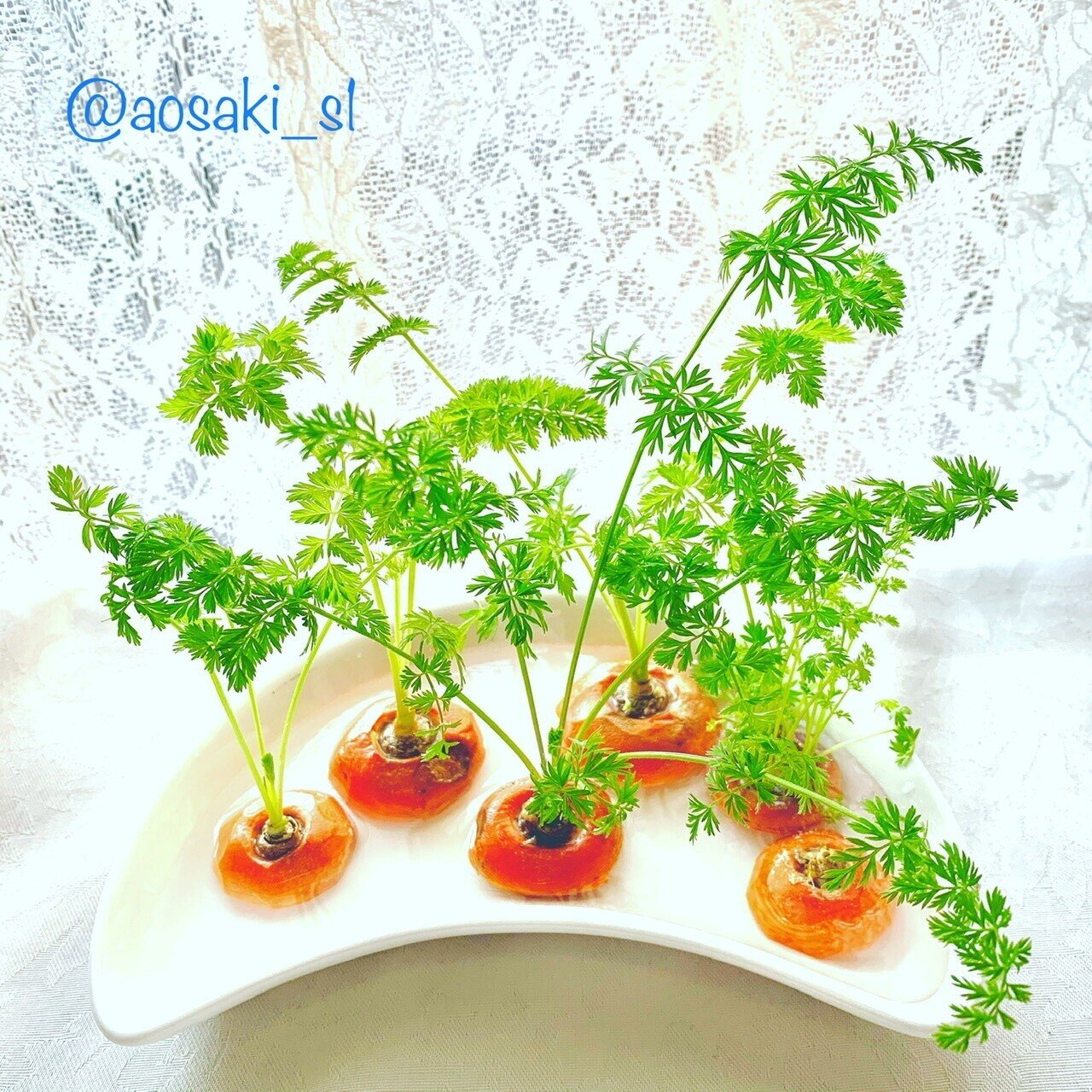 にんじんの花 青咲 Note