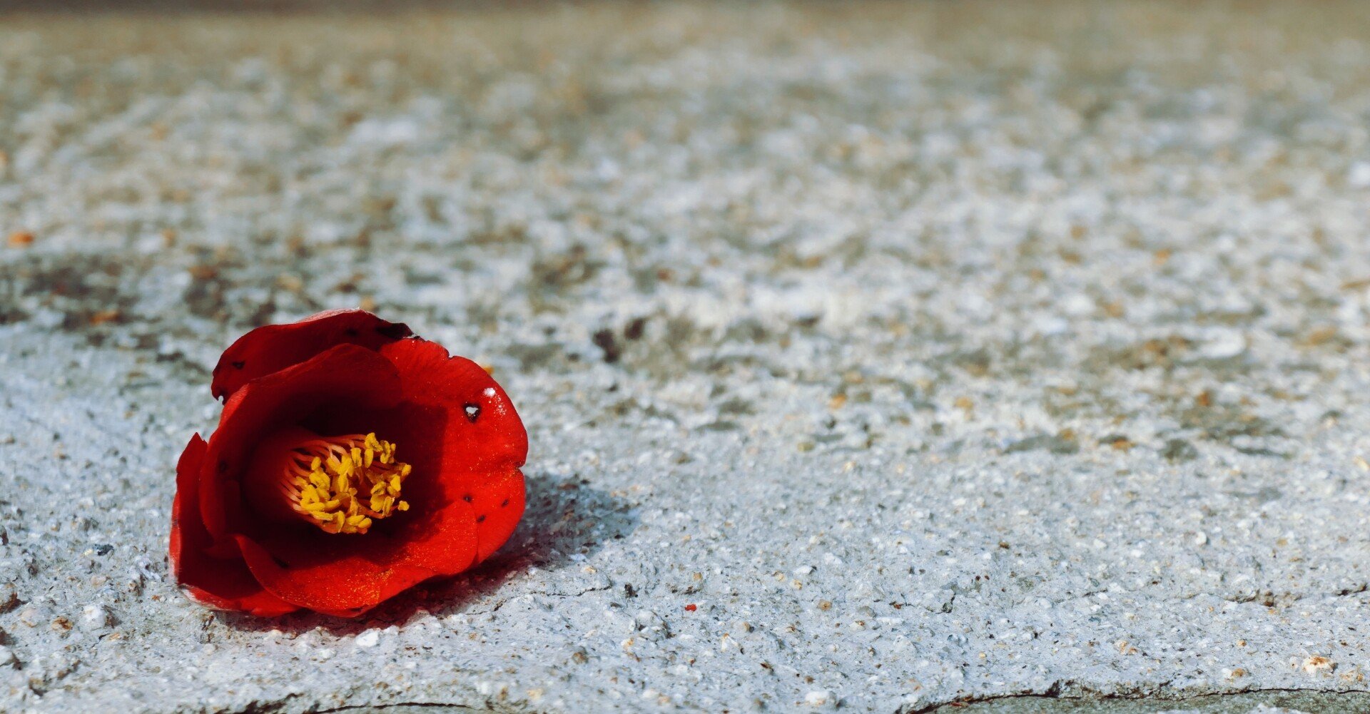 3月の天秤座の運勢 しいたけ占いのしいたけ