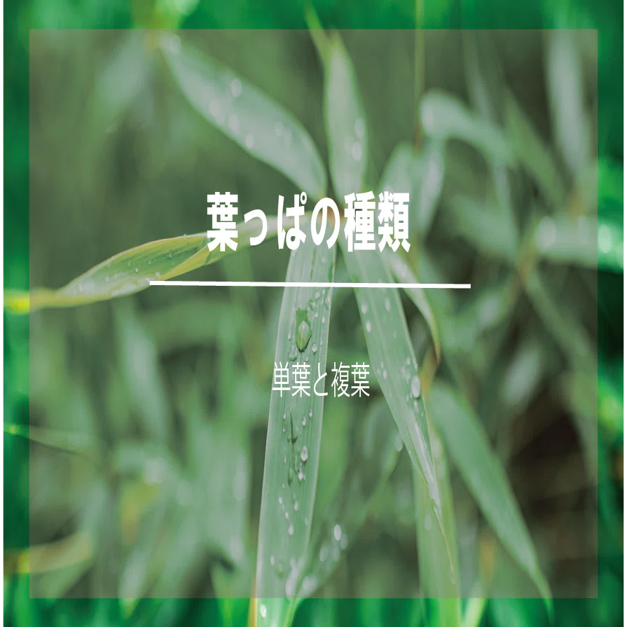 葉っぱの種類 単葉と複葉 青葉組 林業 がおもしろくなるnote Note