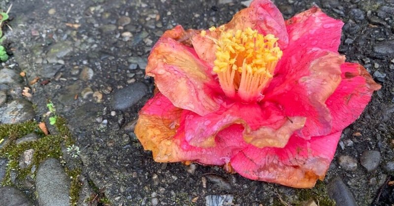 植物コレクション008 花ごと落ちているなら 椿 つばき おおたしじみ Note 植物コレクション008 花ごと落ちているなら 椿 つばき おおたしじみ Note