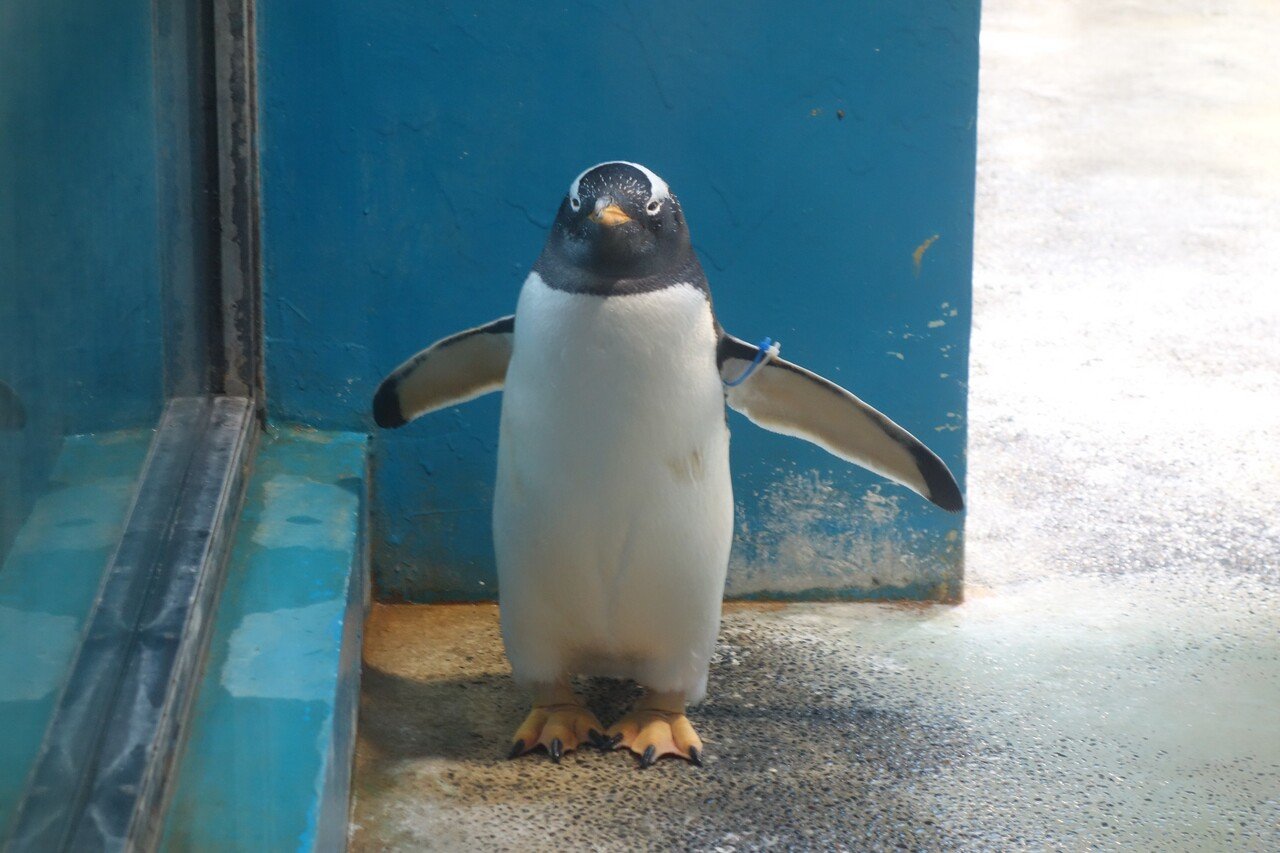 長崎ペンギン水族館のジェンツーペンギン【雄叫び？】｜猫の名前は将軍様