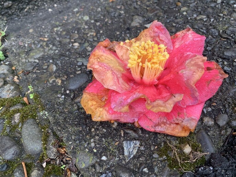 植物コレクション008 花ごと落ちているなら 椿 つばき おおたしじみ Note