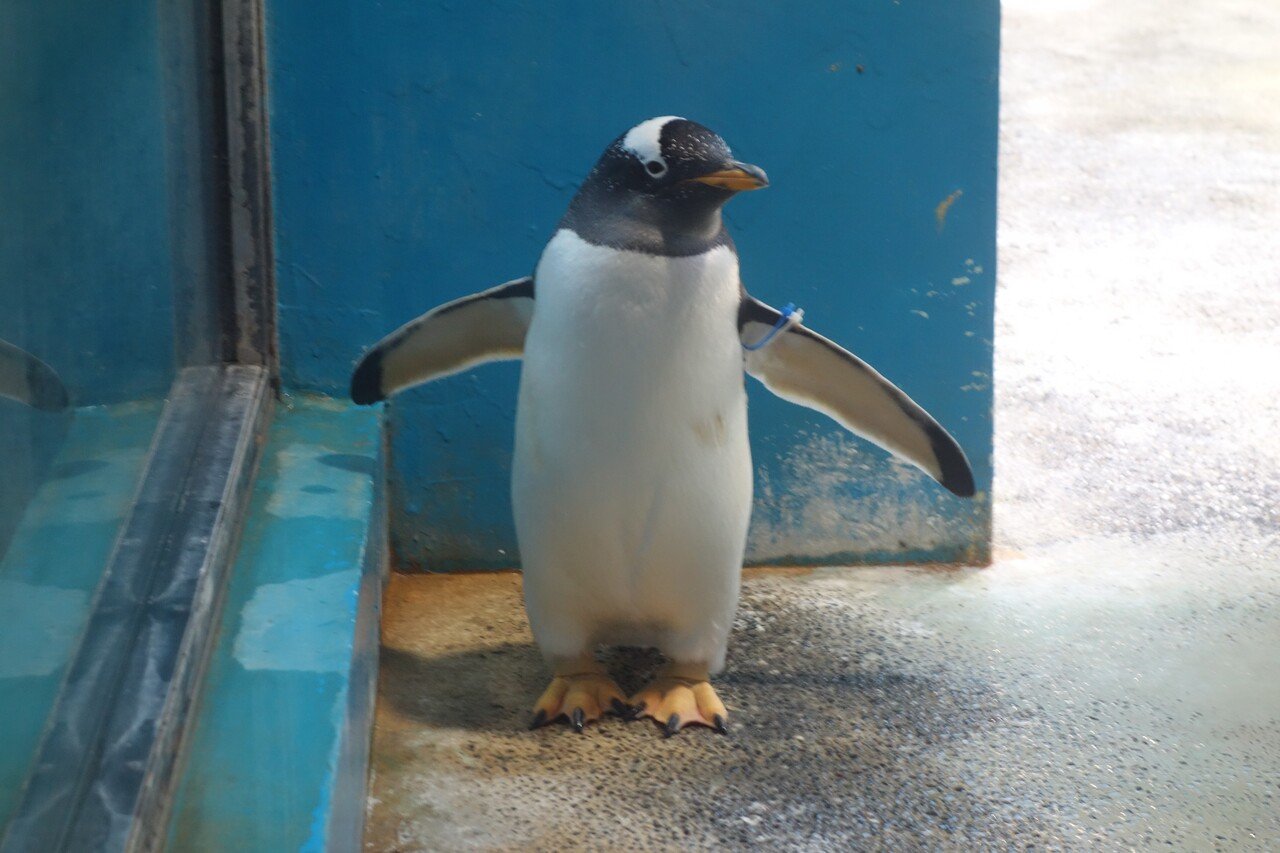 長崎ペンギン水族館のジェンツーペンギン【雄叫び？】｜猫の名前は将軍様
