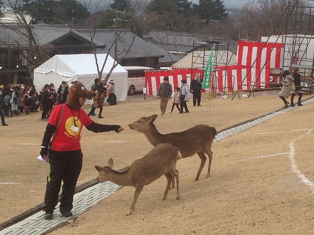 遠くの鹿