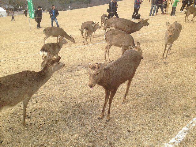 待ち構える鹿