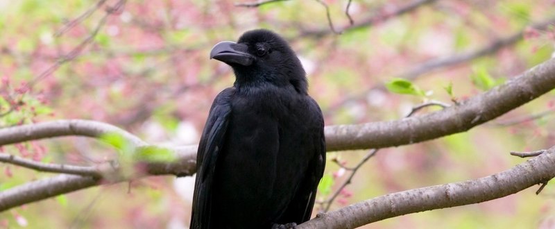 石王英臣と高島平のカラス