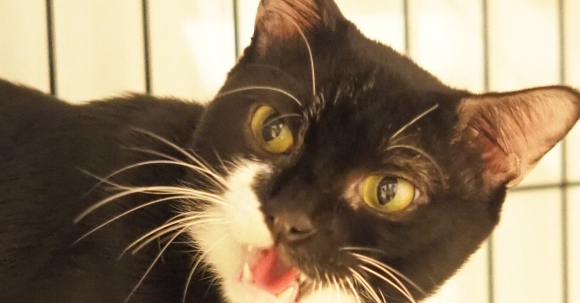 保護猫の男爵の頭にできた腫瘍のこと｜LOVE&Co.