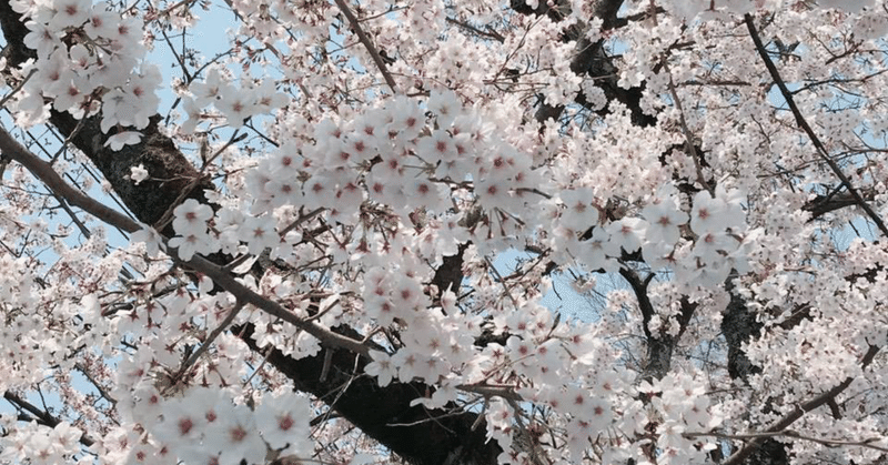 Pl第30節 ワトフォードvsレスター ４年前のレスターとは違う ヴォル 14歳 Note