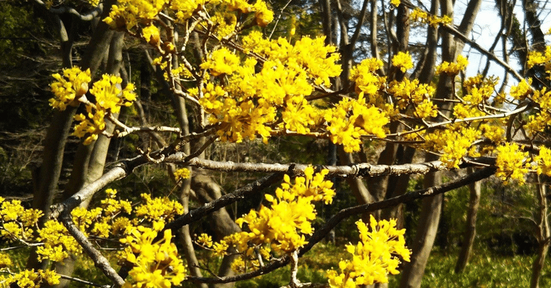 春の訪れを告げる黄色いサンシュユの花 アルテルべ Note 春の訪れを告げる黄色いサンシュユの花 アルテルべ Note