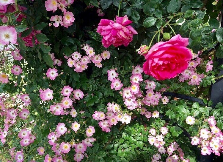 和歌 花びらが散るほどにあなたを抱きたい Lily Note