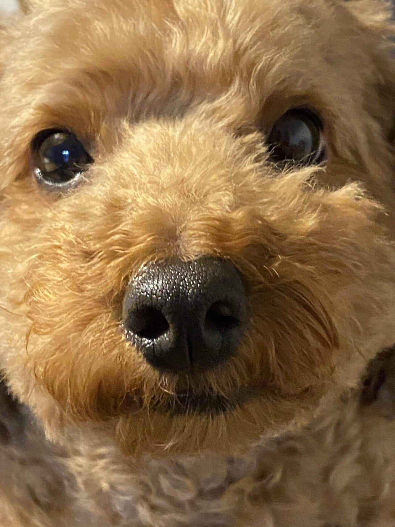 犬 えんかず Note