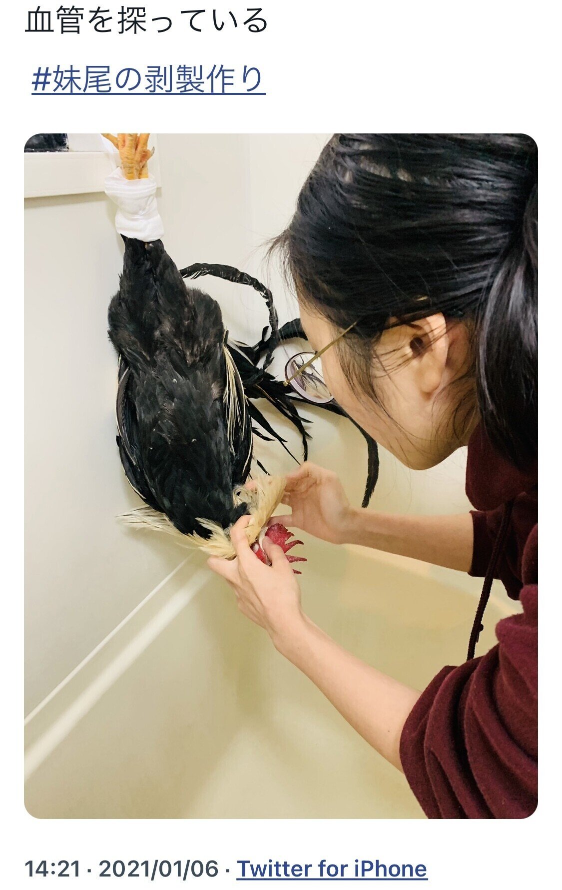 「尾長鶏」の剥製 尾長鶏の剥製 - メルカリ