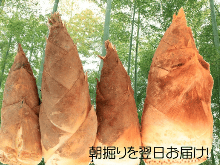 高級たけのこ!京都産 白子筍は通販で!|そうすけ 高級たけのこ!京都産 白子筍は通販で!|そうすけ