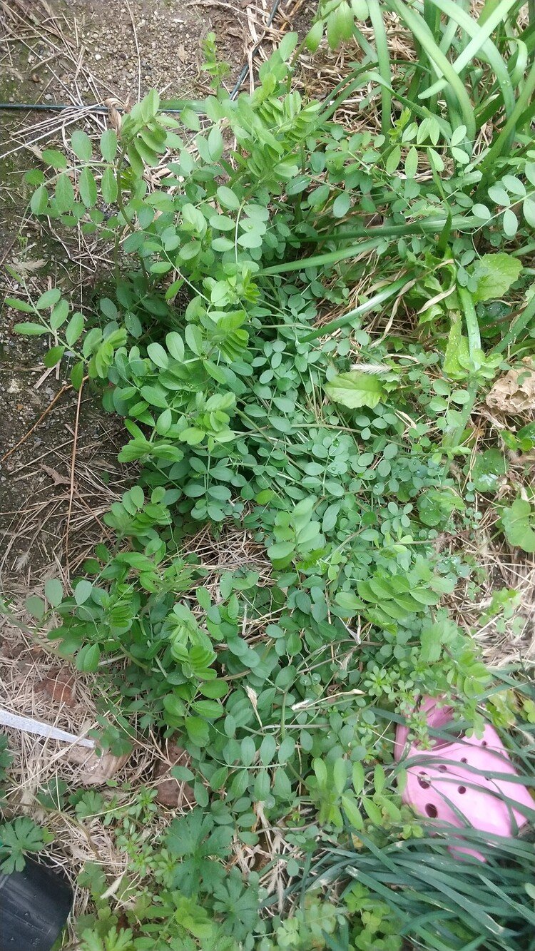 庭にカラスノエンドウ生えてきた。少し土が肥えてきたのカシラ？毎年少しずつ生える雑草の種類が変わってきています。