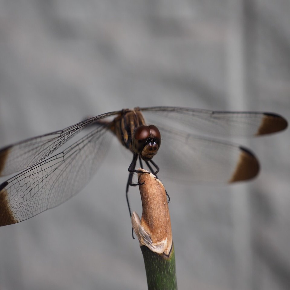 玄関に住み着いたトンボの思い出 らいむ Note