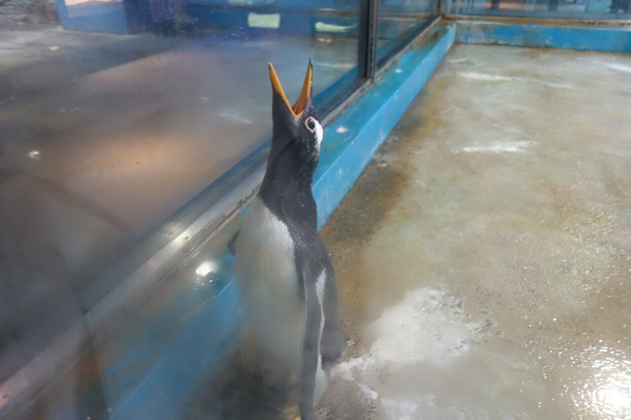 長崎ペンギン水族館のジェンツーペンギン【雄叫び？】｜猫の名前は将軍様