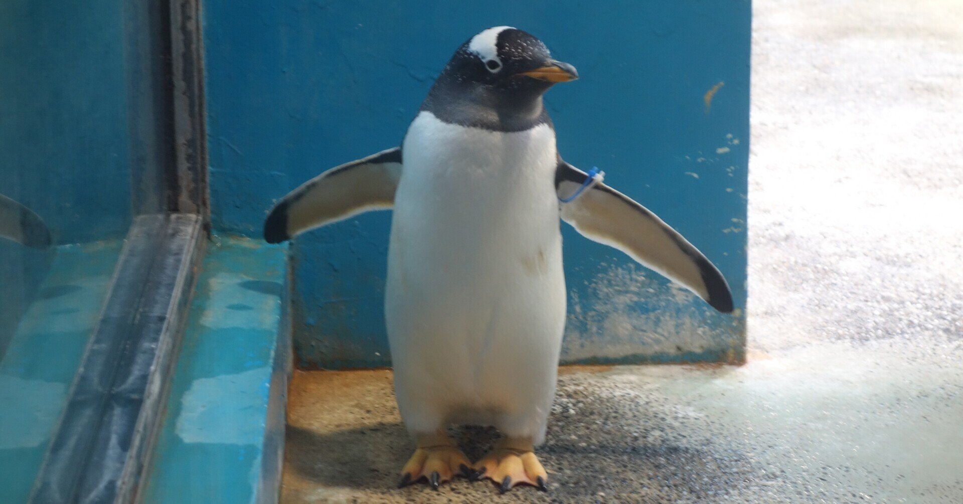ペンギン 長崎ペンギン水族館のジェンツーペンギン【雄叫び？】｜猫の名前は将軍様