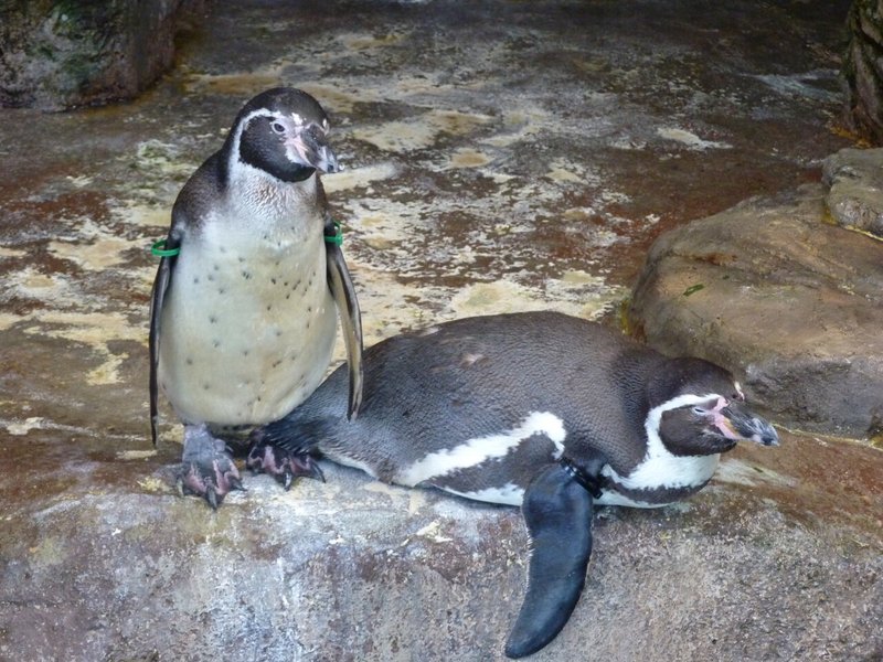 宮島水族館のフンボルトペンギン 1 オス メスの見分け方 さんちゃん Note 宮島水族館のフンボルトペンギン 1 オス メスの見分け方 さんちゃん Note
