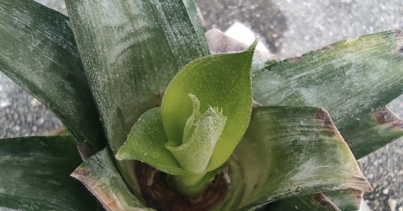 水耕栽培していたパイナップルを植え替えます 諸行 Note 水耕栽培していたパイナップルを植え替えます 諸行 Note