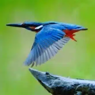 高橋照美