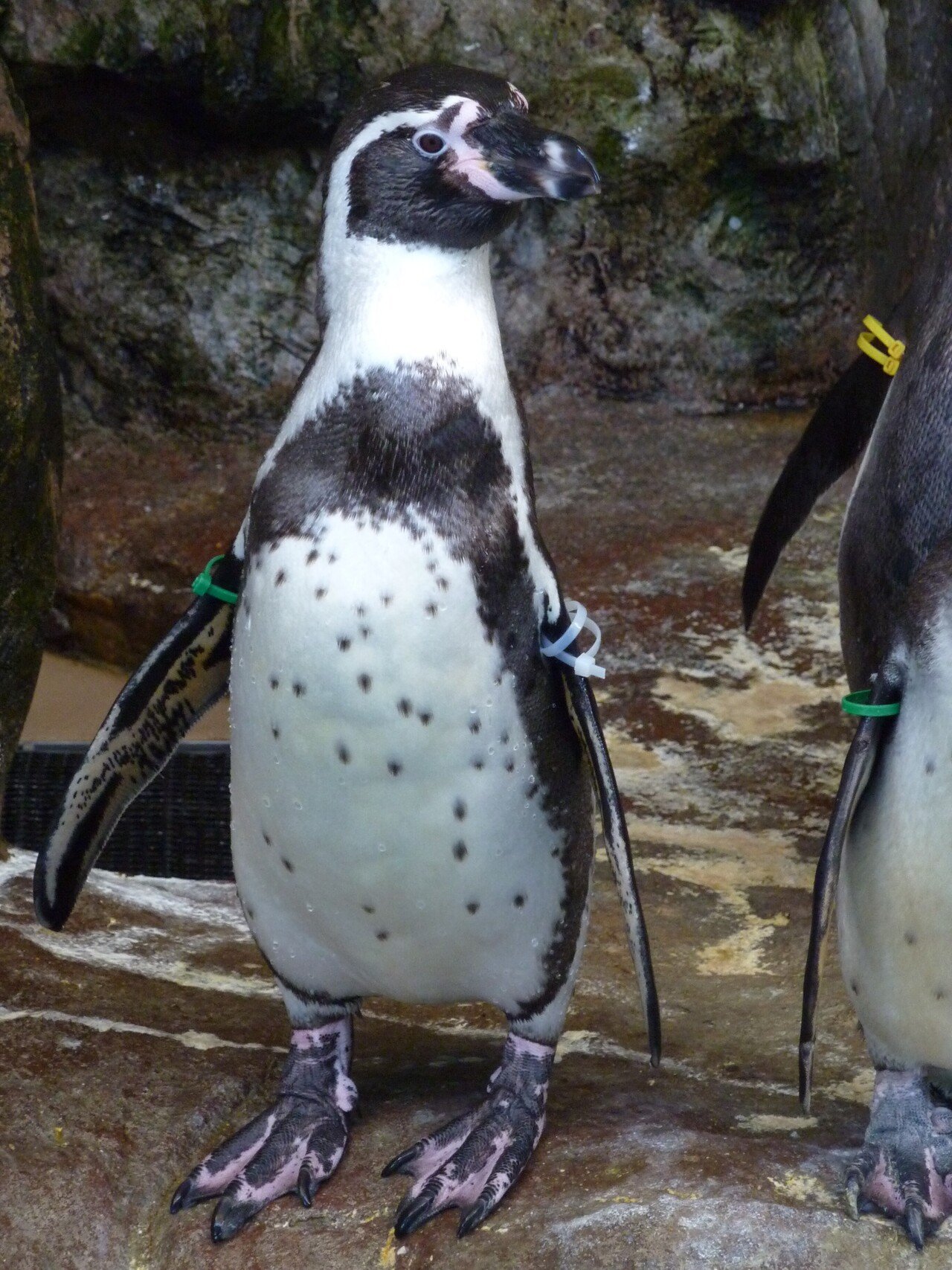 宮島水族館のフンボルトペンギン（2）【斑紋】｜猫の名前は将軍様