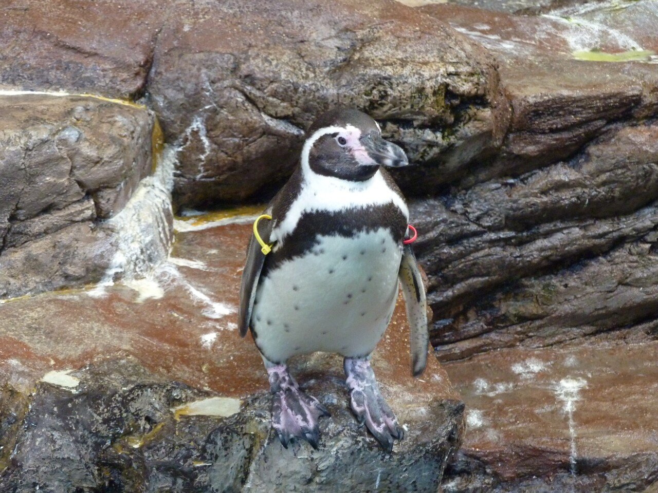 宮島水族館のフンボルトペンギン（2）【斑紋】｜猫の名前は将軍様